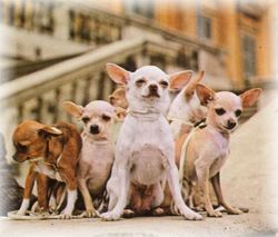 chihuahua.jpg