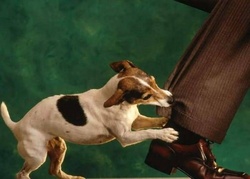 Florida Dog Bite Liability.jpg