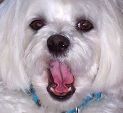 Jacksonville Pet Trust Lawyer and Attorney
